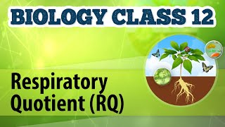 Respiratory Quotient (RQ) - Cellular Respiration in Plants - Biology Class 12