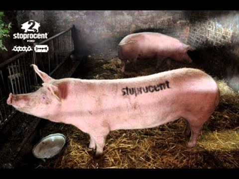 Rytmus x Bigz x Gural - Stoprocent (Zenek RMX)