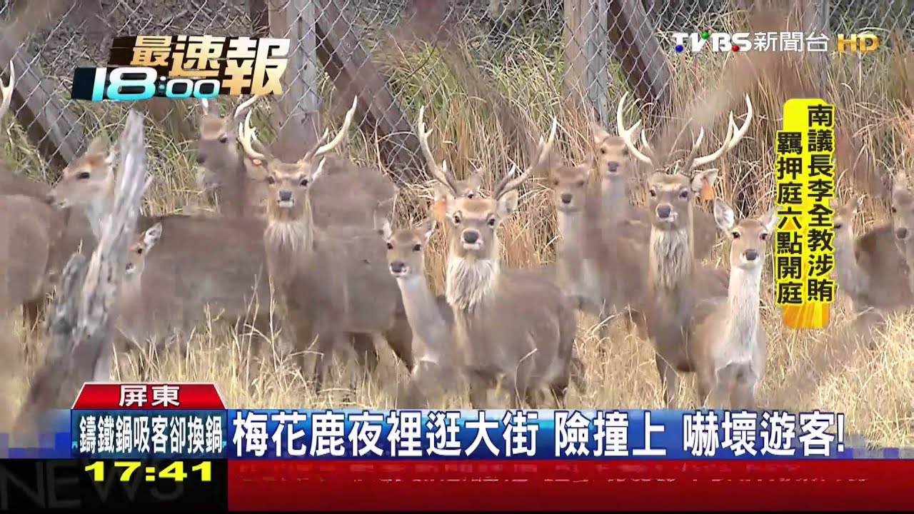 ​馬路亂逛、啃樹皮　墾丁梅花鹿爆多為患！