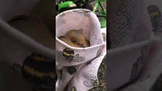 I found a frozen turtle dove! #birds #weather #storm