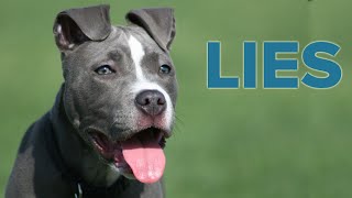 8 Pit Bull Lies You Might Believe