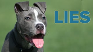 8 Pit Bull Lies You Might Believe