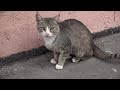 Hungry Cats And A Cat Without A Tail