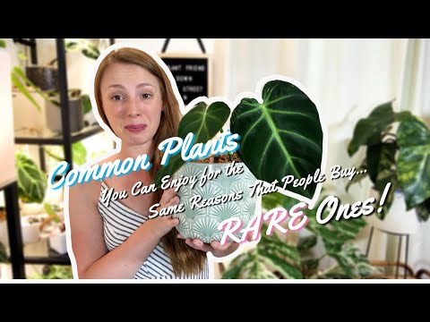 Common Plants You Can Enjoy For The Same Reasons People Buy "RARE" Plants