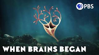 How Brawn Led to Brains