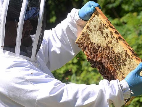 Fletcher gets a buzz from beekeeping