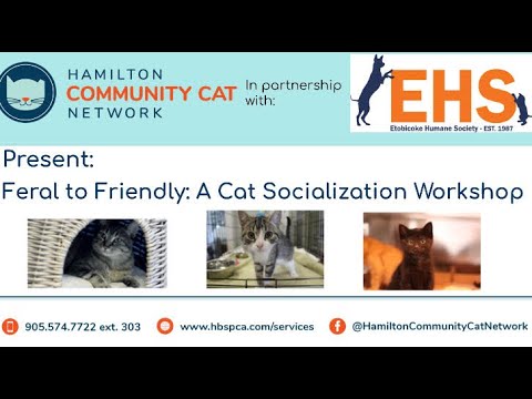 Feral to Friendly: A Cat Socialization Workshop