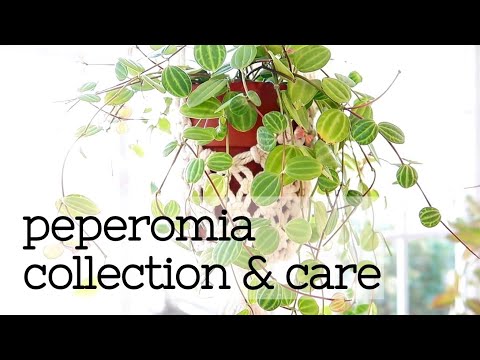 , title : 'Peperomia Collection & Care