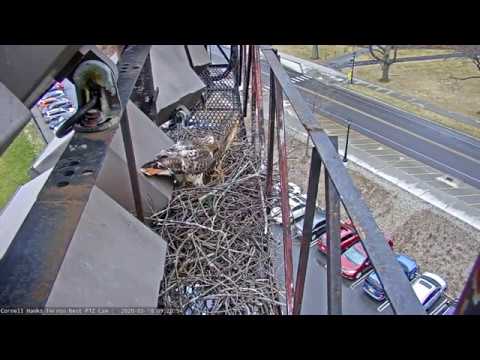 Red-tailed Hawks Bring In Bark To Line The Nest Bowl – March 10, 2020