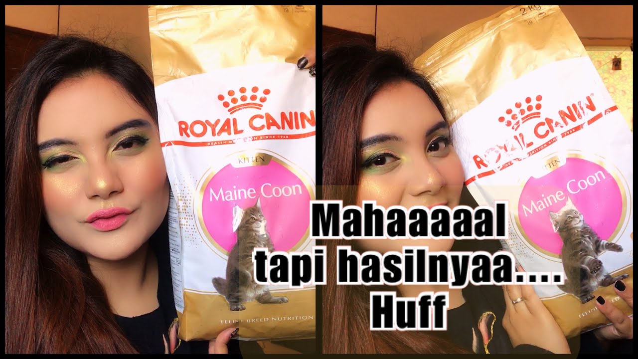 Review Royal Canin MaineCoon, Kibble segede gaban