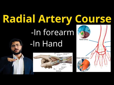 Radial Artery Course in Forearm l Hand l Anatomy l Branches