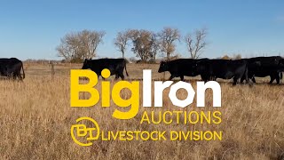 BigIron Livestock Division - BigIron Auctions