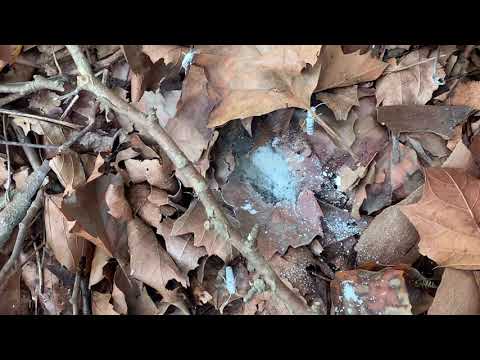 Wall Full of Aggressive Yellow Jackets in Mantoloking, NJ