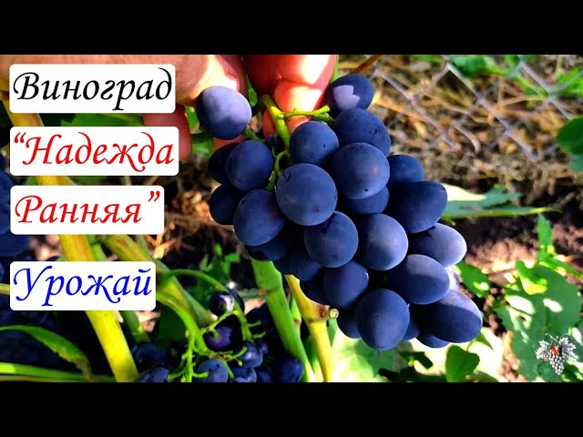Виноград Надежда Ранняя. Урожай и особенности гибридной формы