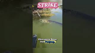 Download lagu Pemancing Berhasil Menarik Ikan Besar ke Permukaan Air Sungai Yang Tenang mp3