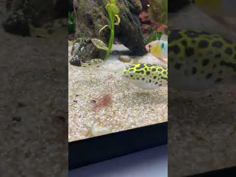 Pea puffer and Green Spotted Puffer Community Tank having Lunch 😋