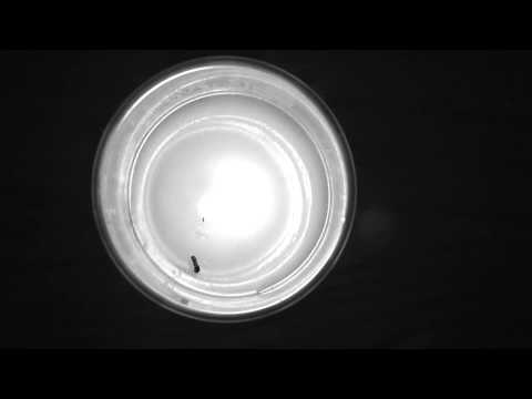 Westphal Film & Video Film Festival: Experimental Category Highlights