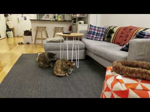 Winky, an adopted Domestic Short Hair Mix in New York, NY_image-1