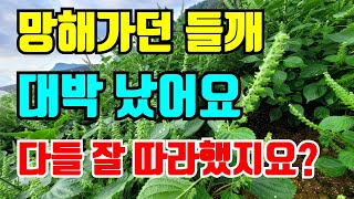 망해가던 들깨 이렇게 대박났어요 다들 잘 따라하셨지요?