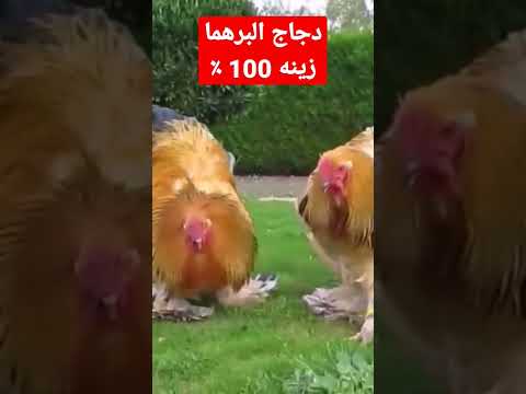 , title : 'دجاج البرهما 50 ٪ وجوده في قارة أسيا من أفضل أنواع الدجاج في العالم'