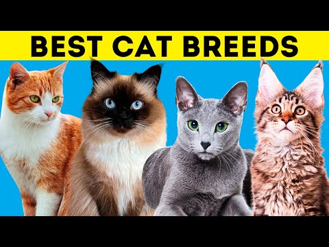 12 BEST CAT Breeds for FIRST TIME Owners