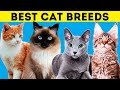 12 Ras Kucing Terbaik Untuk Pemilik Pertama Kali