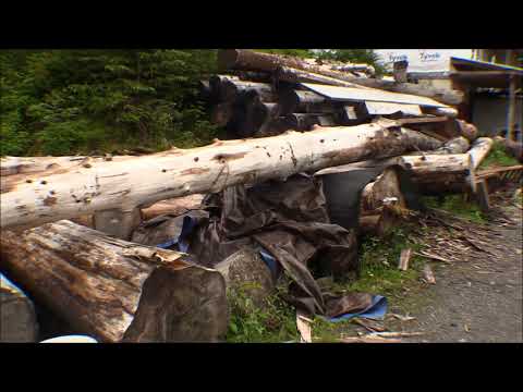 Mighty Might Band Saw Mill more Alaska Yellow Cedar Milling