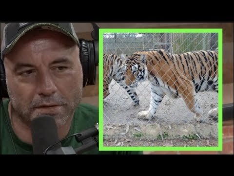 Joe Rogan | People in Texas Are Keeping Tigers as Pets