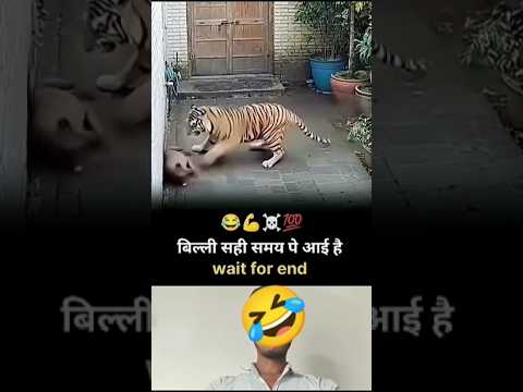 what a moment when cat enter 🙋‍♀️🙅‍♂️💯# #animals #funny