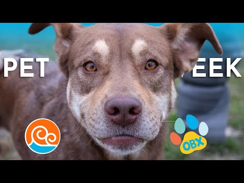 Outer Banks SPCA Pet of the Week: Buttercup (December 8, 2025) - YouTube