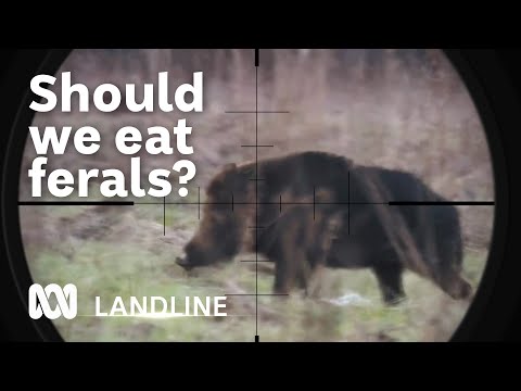 Could feral pigs become a source of high protein cheap meat? | Landline | ABC Australia