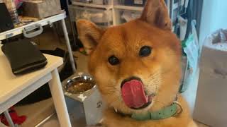 - 佐介🐕大好き❤なハーゲンダッツ🍨に飛びついてくる!