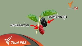 มัลเบอร์รี่ชีสพาย