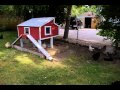 Saint-Saens- Carnival of the Animals, Hens and Cockerels
