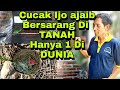 SUKSES BETERNAK CUCAK IJO DENGAN CARA SEDERHANA