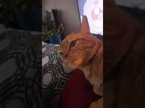 Cat licks air when i pet her