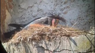 I due Ibis eremita nati a Orbetello: il video del nido