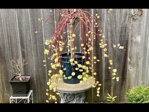 Dwarf Weeping Pussy Willow, In Blooms - March 2023
