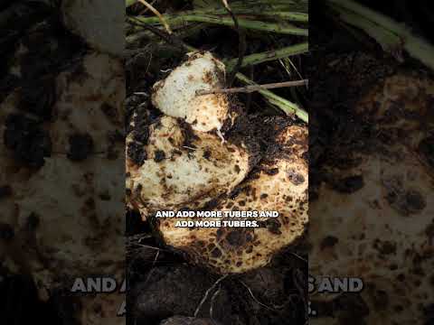 Climbing Yam: Endless Food in Your Permaculture Garden