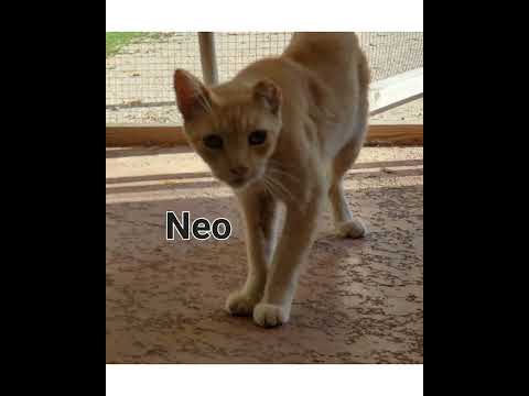 Crystal the Pet Nanny. LLC video.