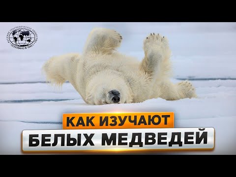 Я — белый медведь  | @Русское географическое общество