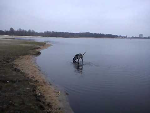 Great dane 8 mnd/ Duitse dog 8 mnd