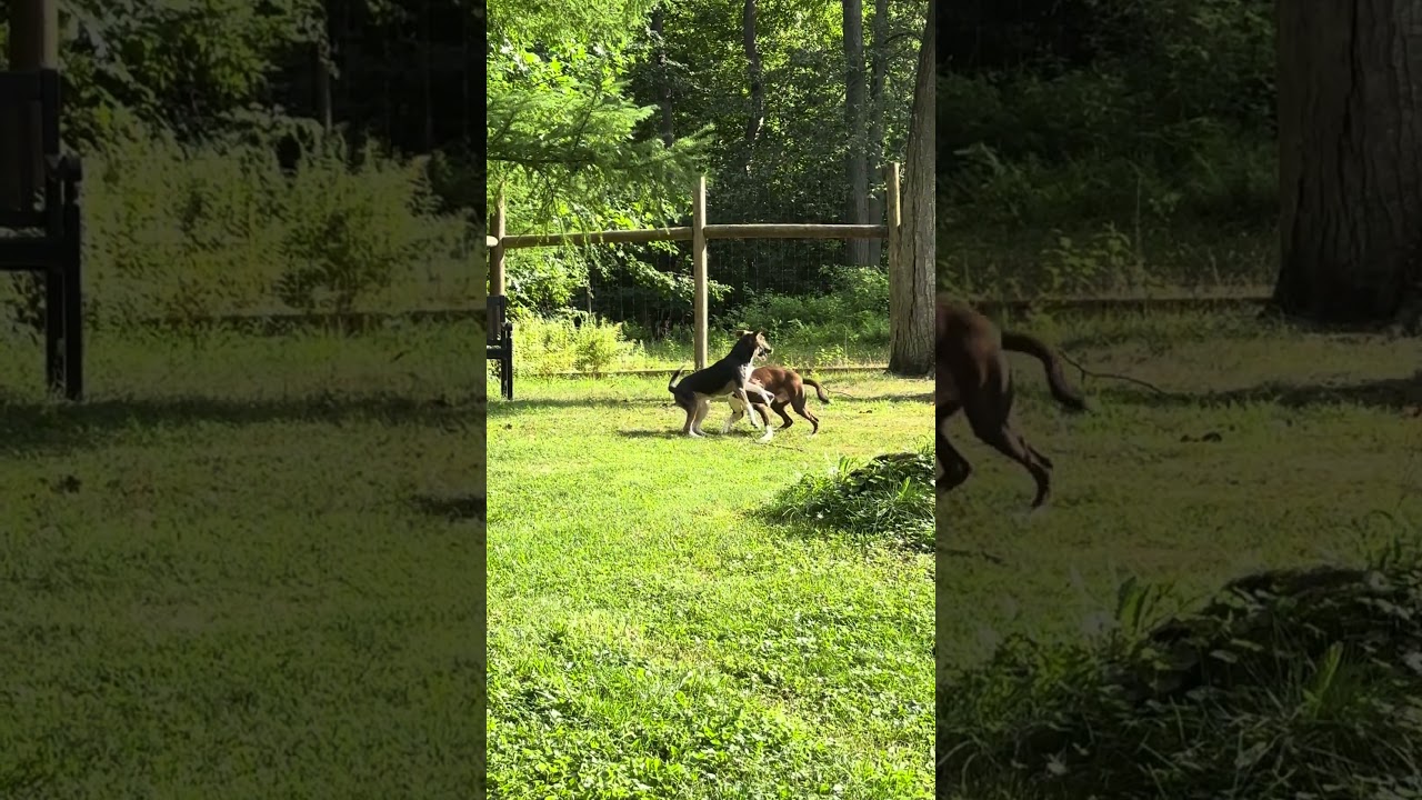 Enlarge Crumb, a Adoptable mixed breed in Pottstown, PA video 6/6