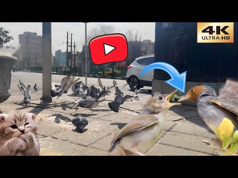 ‏the Dance of Birds: Enchanting Synchronicity in the Sky, Captivating Every Fiber of Your Bein