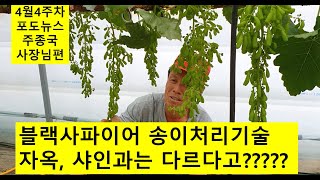 블랙사파이어 송이처리하는방법 외 주의할점