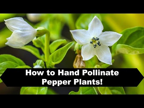 How to Pollinate Peppers Indoors and Prevent Flower Drop!