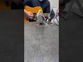 Adorable Cockatiel Bird Dancing And Singing