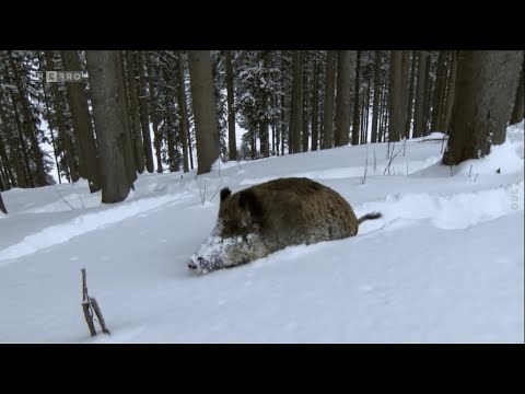 [ReUpload] Universum - Wildschweine: Das Comeback