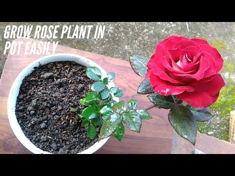 image-Can roses grow well in pots?
