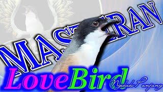 Download lagu CENDET ISIAN LOVEBIRD NGEKEK PANJANG | cendet gacor full isian lovebird mp3